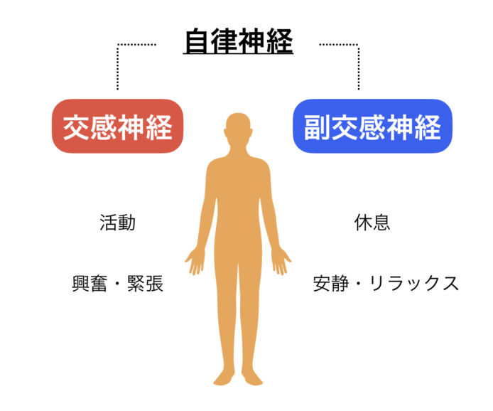 自律神経の働き
