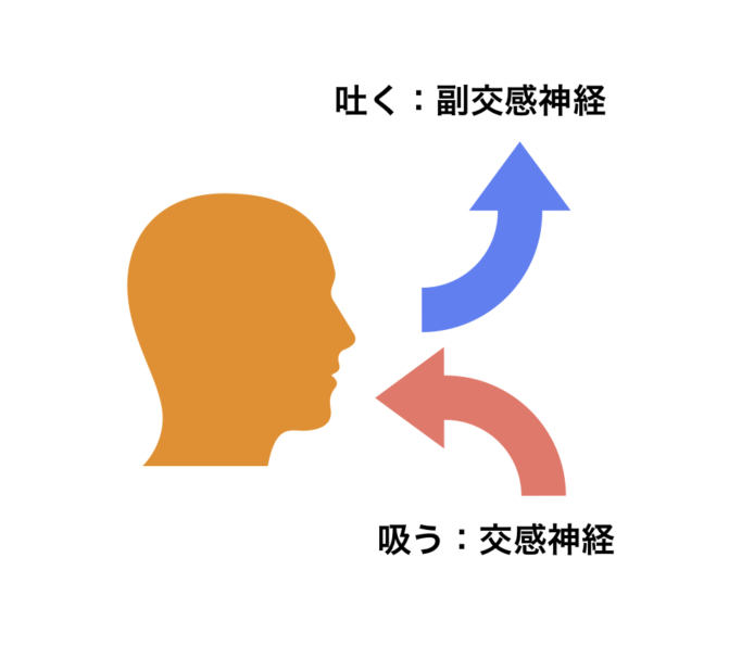 呼吸と自律神経の関係