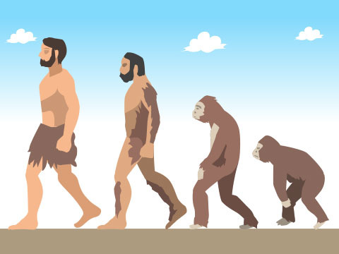 人類の進化図